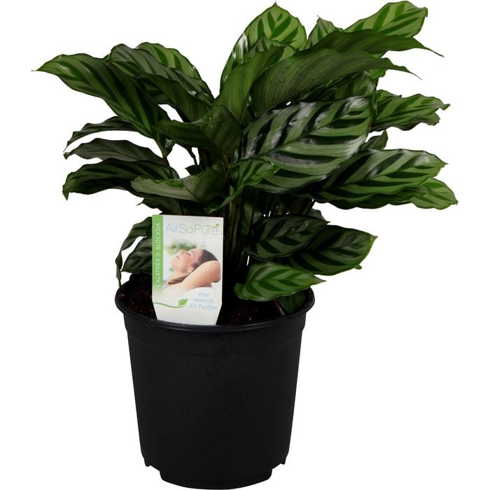 120mm Calathea Freddy - Prayer Plant