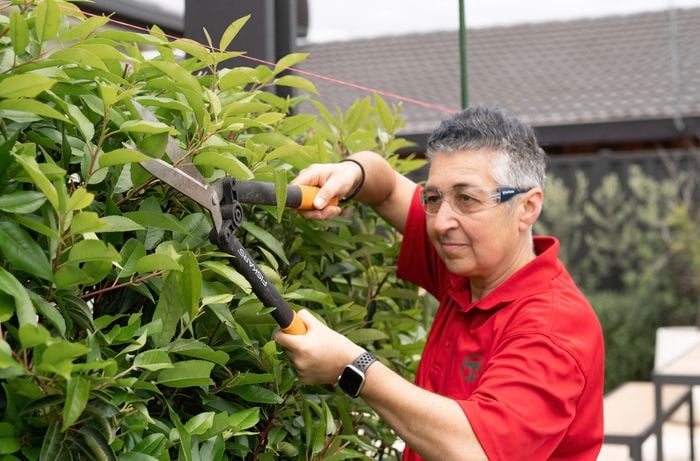 Remove stray leaves using garden shears
