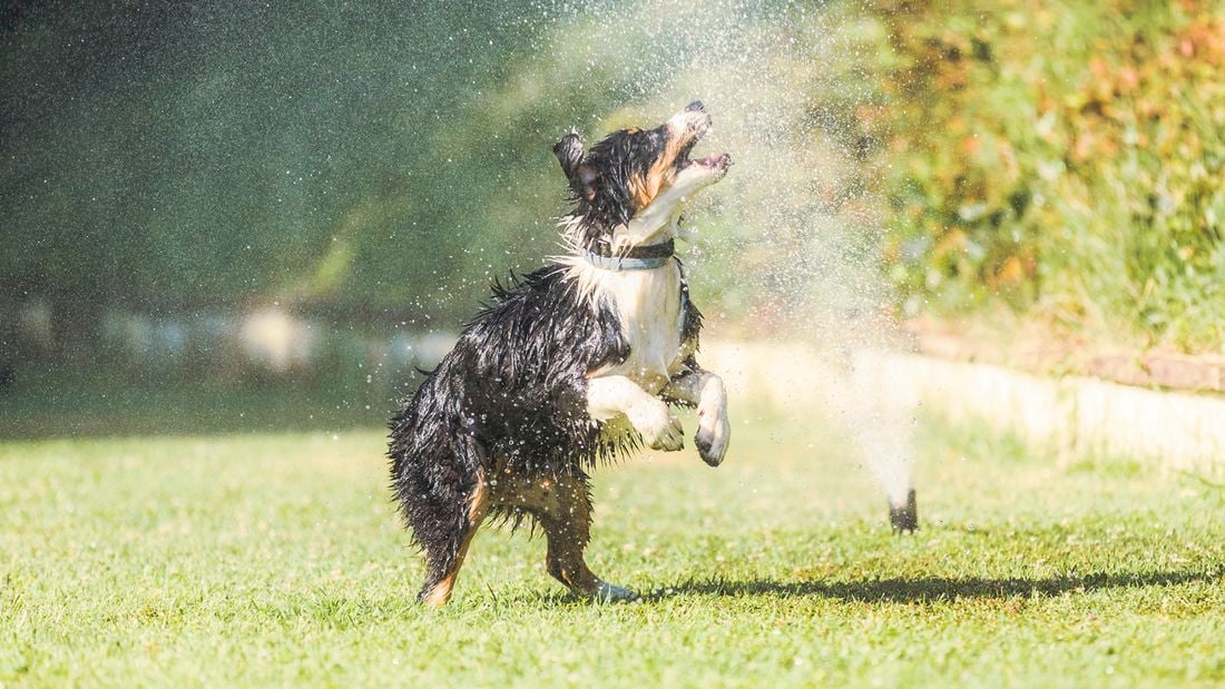 How to keep dogs cool in summer - playful dog cooling off under a garden sprinkler