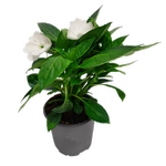 130mm Sun Harmony Impatiens - Impatiens hawkerii