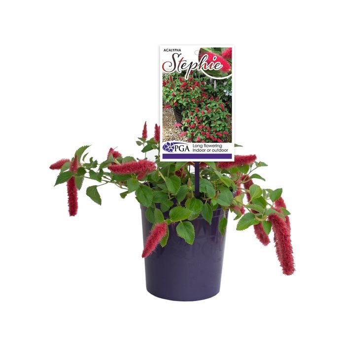 140mm Acalypha Stephie - Acalypha reptans