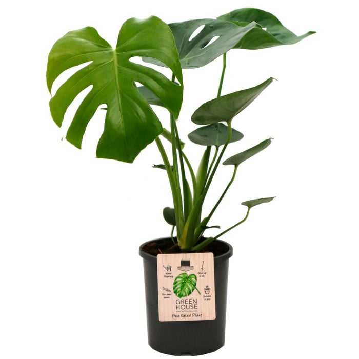 170mm Fruit Salad Plant - Monstera Deliciosa