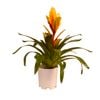 140mm Assorted Bromeliad - Vriesea hybrid