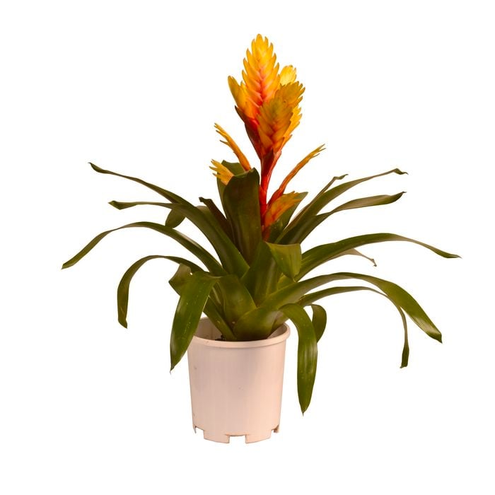 140mm Assorted Bromeliad - Vriesea hybrid