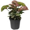 120mm Arrowhead Plant Neon - Syngonium podophyllum