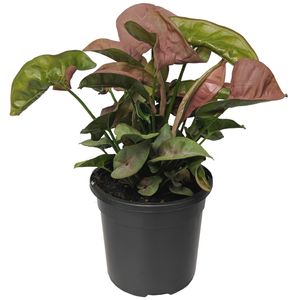 120mm Arrowhead Plant Neon - Syngonium podophyllum