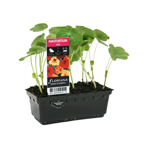 Punnet Nasturtium Mix - Tropaeolum majus