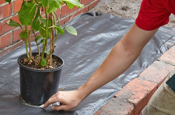 The position of a pot plant being marked on weed matting with silver marker, to be cut out later
