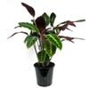 125mm Jungle Velvet - Calathea warscewiczii