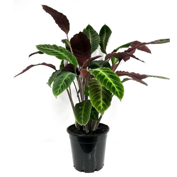125mm Jungle Velvet - Calathea warscewiczii