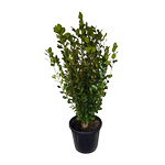30L Kapuka - Griselinia littoralis Whenuapai