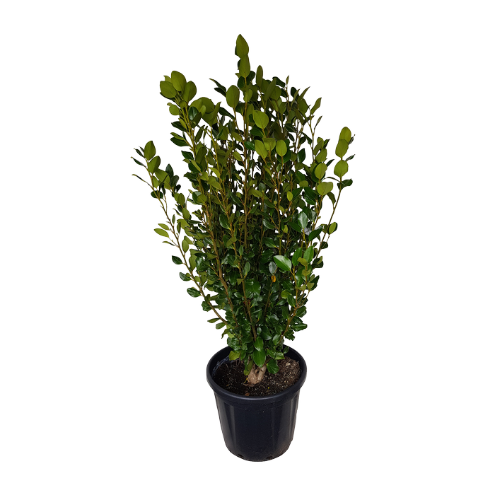 30L Kapuka - Griselinia littoralis Whenuapai