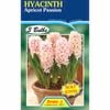 Hyacinth Apricot Passion - 3 Bulbs