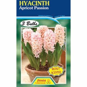 Hyacinth Apricot Passion - 3 Bulbs