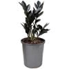 170mm Jungle Warrior - Zamioculas zamiifolia Jungle Warrior