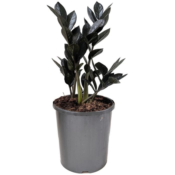 170mm Jungle Warrior - Zamioculas zamiifolia Jungle Warrior