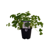 95mm Parsley Curled - Petroselinum Crispum