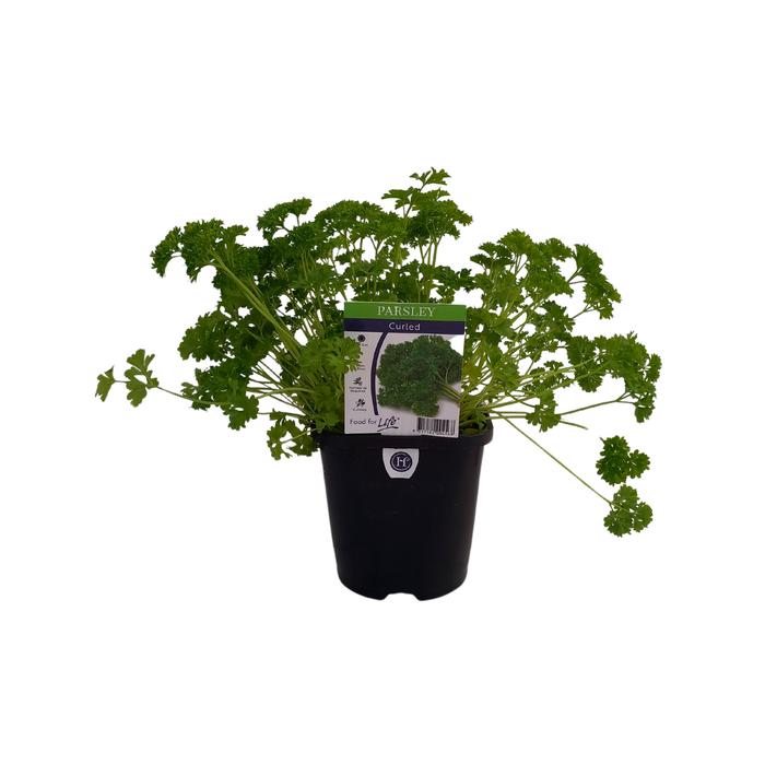 95mm Parsley Curled - Petroselinum Crispum