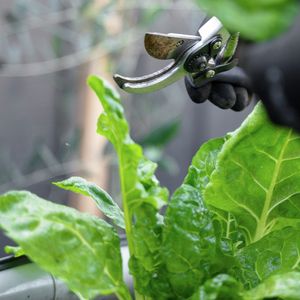 Mastering lettuce harvesting: Unlock sweet, fresh flavours by picking in youthful glory