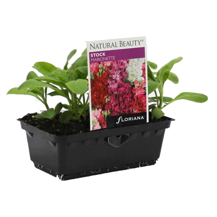 Stock Marionette Punnet - Matthiola incana