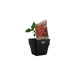 100mm Chilli Jalapeno - Capsicum annuum
