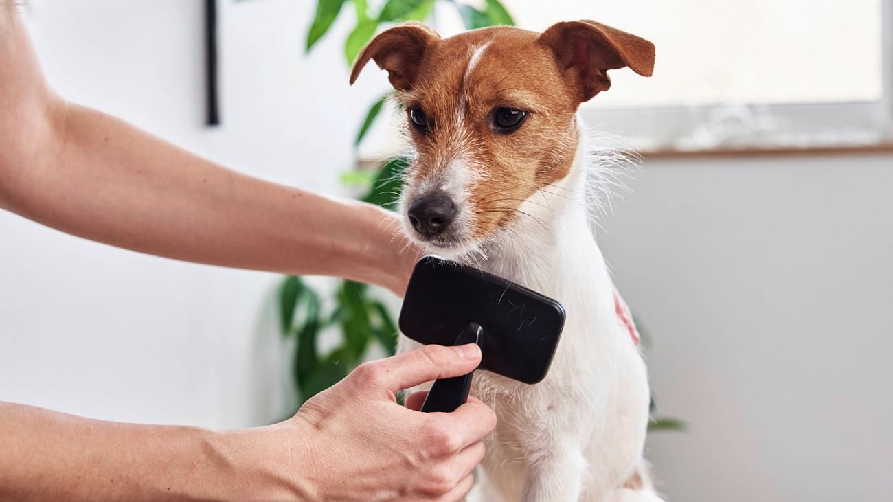 A person’s hands brushing a small brown and white dog with a black brush.