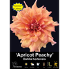 Yarra Valley Bulbs Dahlia Apricot Peachy - 1 Pack