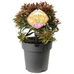200mm Syzygium Winter Lights - Syzygium australe