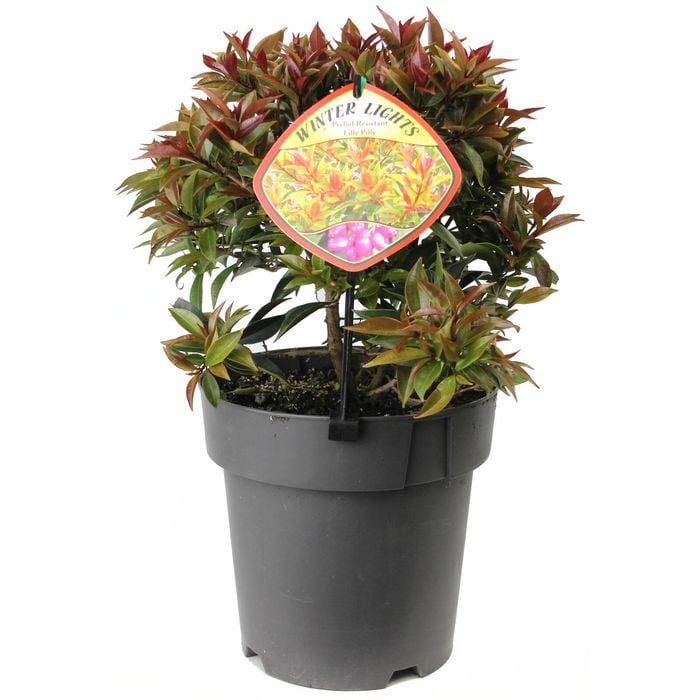 200mm Syzygium Winter Lights - Syzygium australe