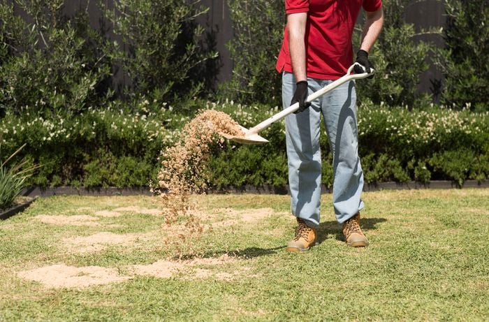 A person in a red T shirt is spreading topdressing mix evenly across a lawn using a shovel.