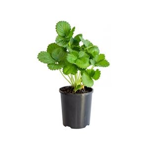 120mm Flowering Strawberry ‘Sweetie’ Pink - Fragaria ananassa