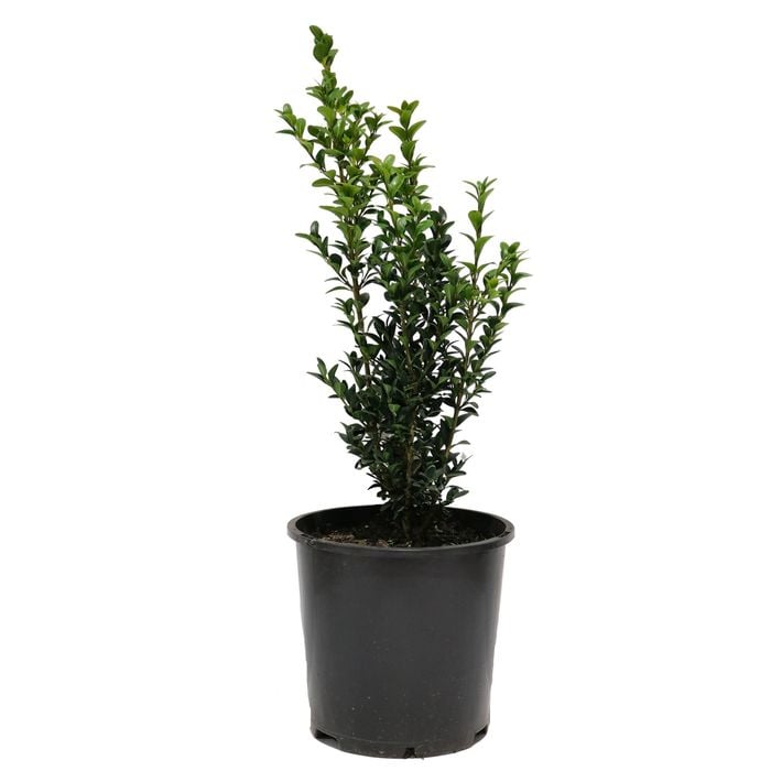 200mm English Box - Buxus sempervirens