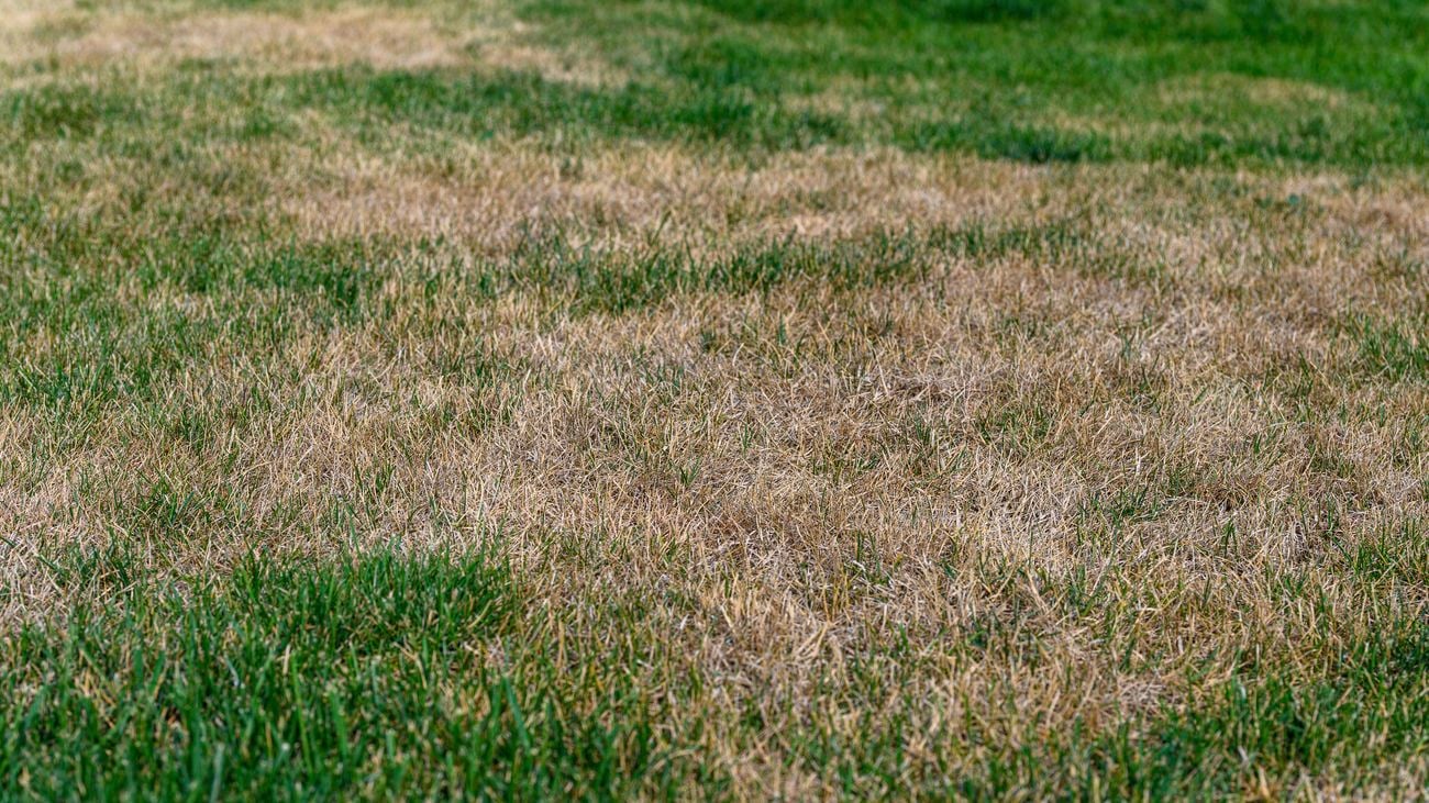 Lawn with patches of dry and dead grass.