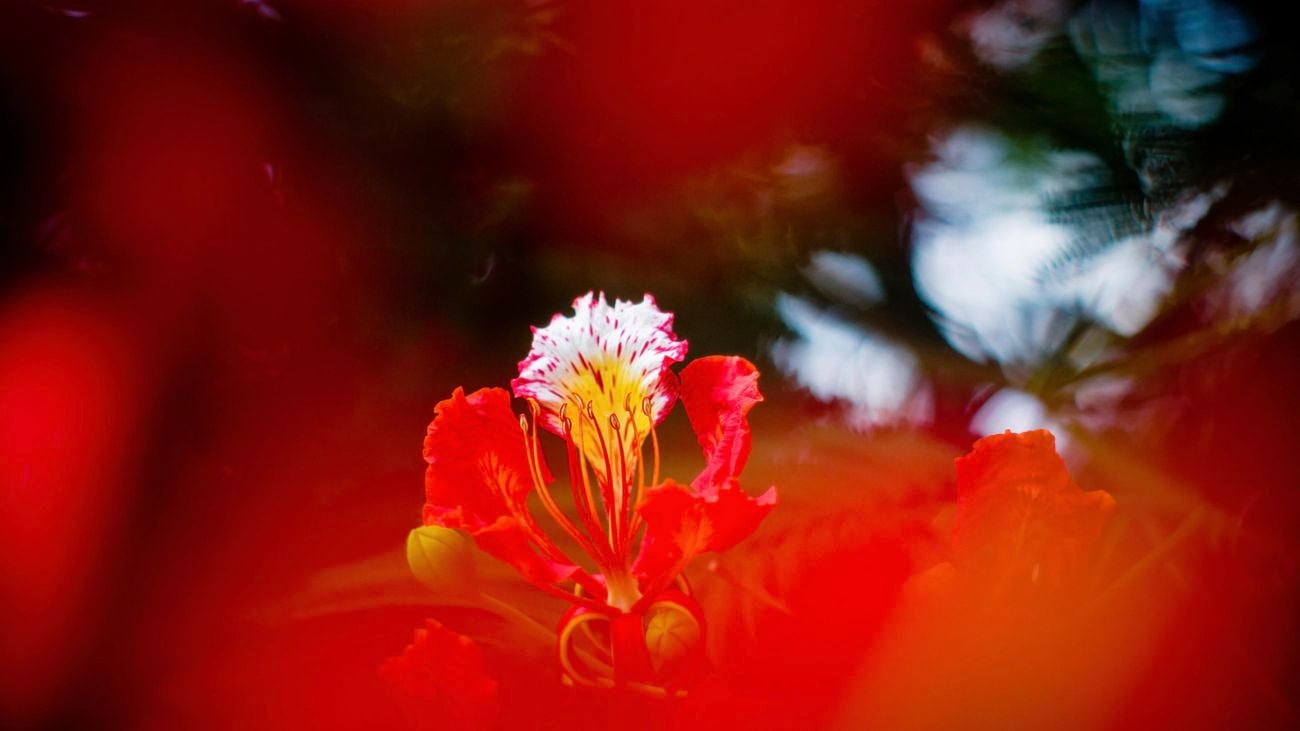  poinciana in flower