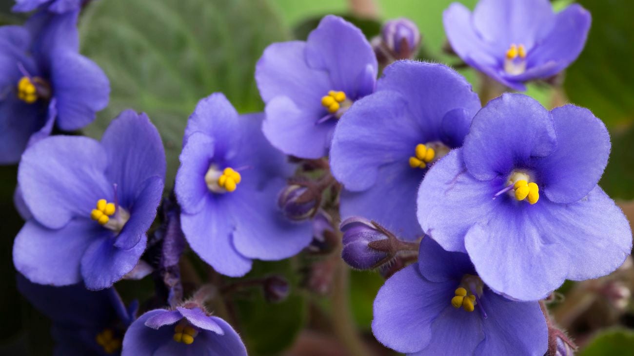 Close up of purple African violet flowers