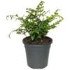 120mm Leather Fern - Rumohra adiantiformis