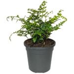 120mm Leather Fern - Rumohra adiantiformis