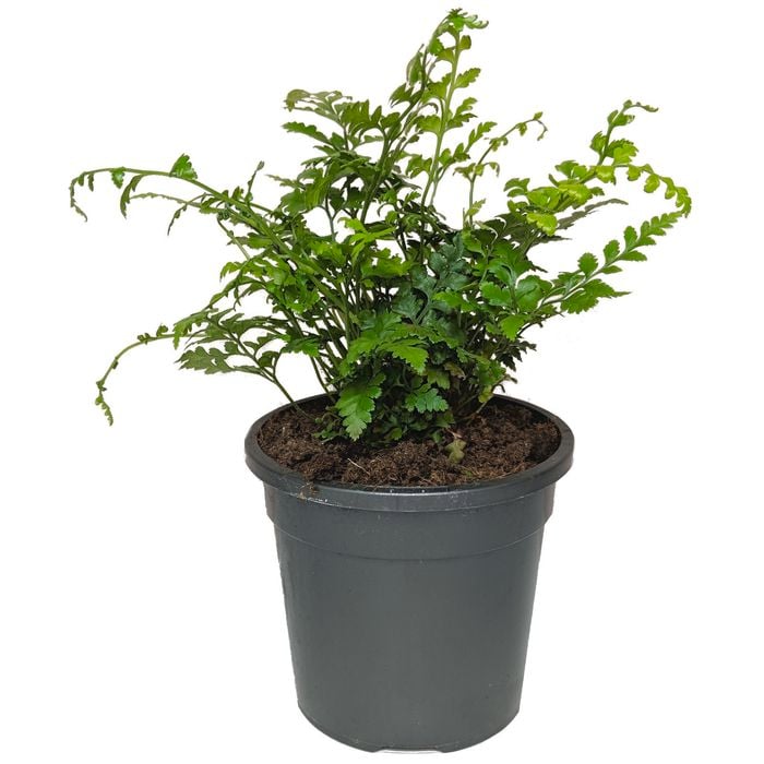 120mm Leather Fern - Rumohra adiantiformis