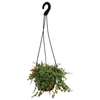 130mm String of Turtles - Peperomia prostrata