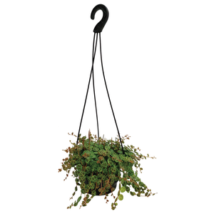 130mm String of Turtles - Peperomia prostrata