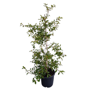 20L Camellia Mine No Yuki - Camellia sasanqua Mine No Yuki