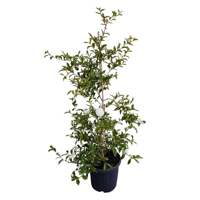 20L Camellia Mine No Yuki - Camellia sasanqua Mine No Yuki