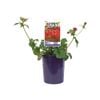 140mm Jazzy Geum - Geum scarlet Tempest