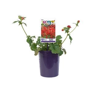 140mm Jazzy Geum - Geum scarlet Tempest