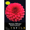 Yarra Valley Bulbs Xanzu Silvan - 1 Pack