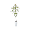 6L Planter Bag Avocado Hass - Persea americana