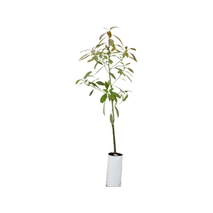 6L Planter Bag Avocado Hass - Persea americana