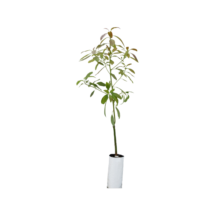 6L Planter Bag Avocado Hass - Persea americana