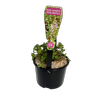 115mm Small Assorted Water Plants