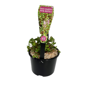 115mm Small Assorted Water Plants